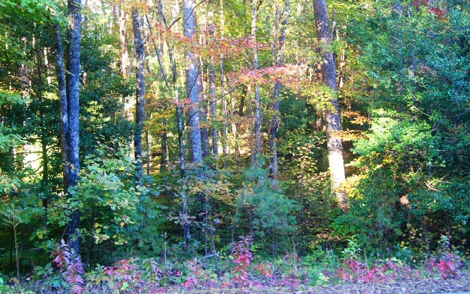 L 41 Cant Hook Dr, Ellijay, GA 30540 - photo 1