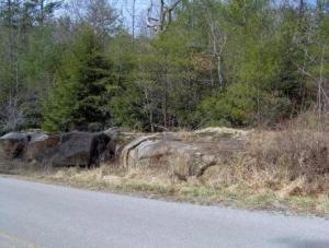 forest view 165