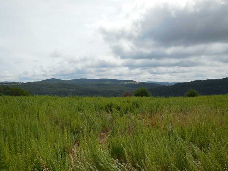 59 Acres Hyde (Wc 3270) Rd, West Fork, AR 72774 - photo 1