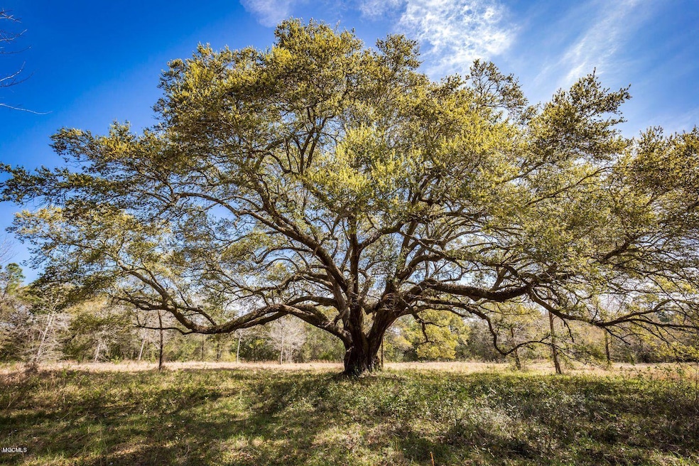 Oak Tree