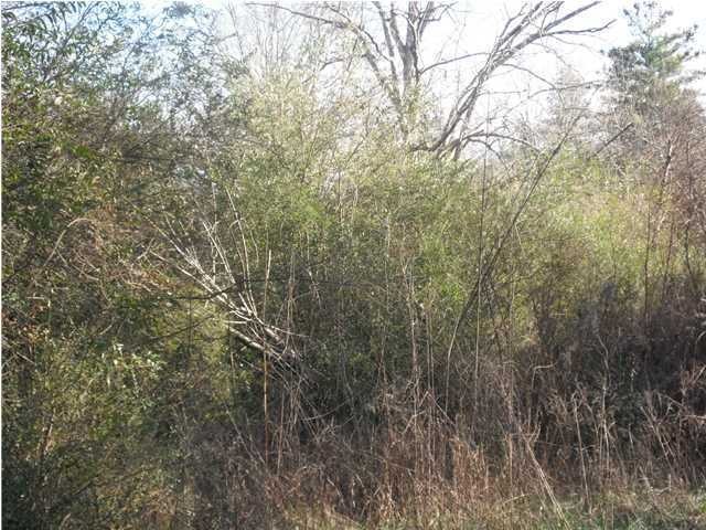 Primary Photo