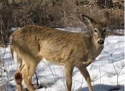 deer pic