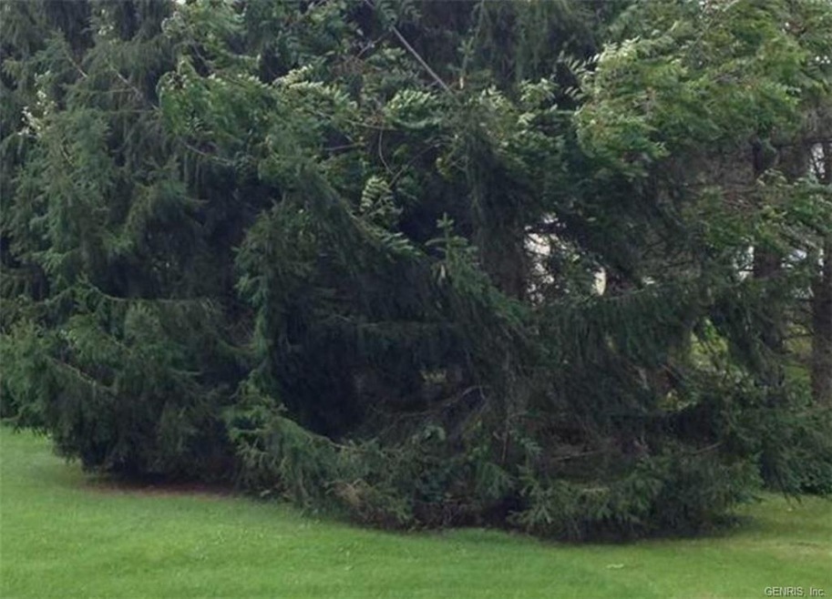 evergreens