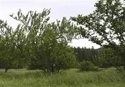 Primary Photo