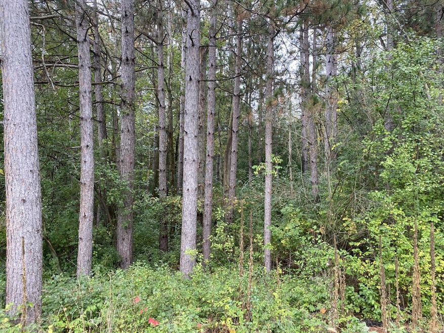 Mature Pines