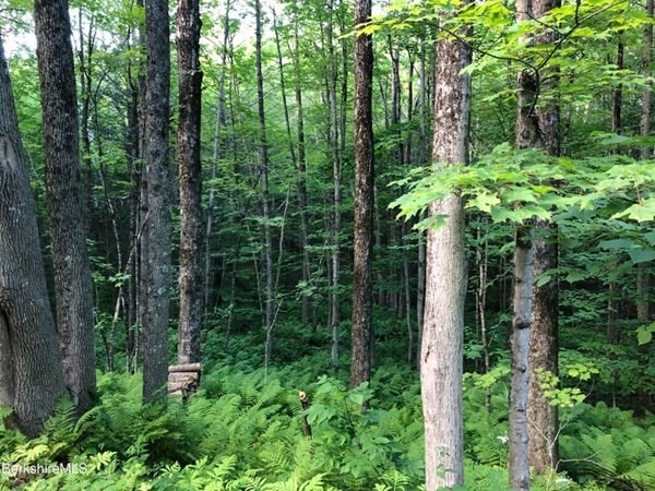 220 Hawley Rd, Ashfield, MA 01330 - photo 1