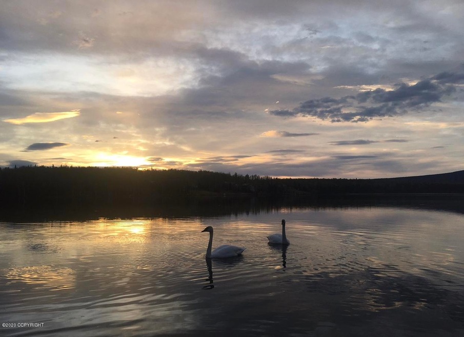 Scott Lake Swans