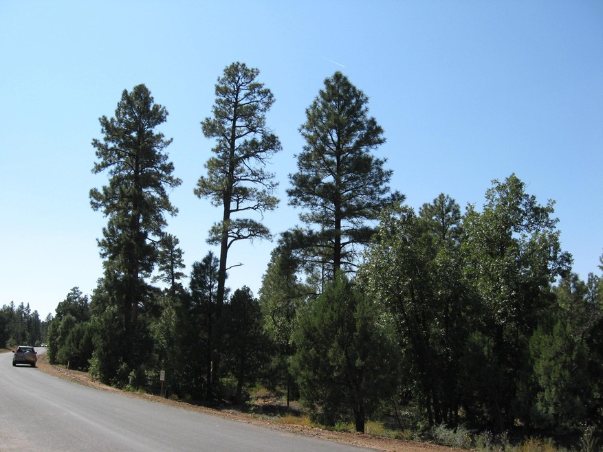 Nicely treed forest lot
