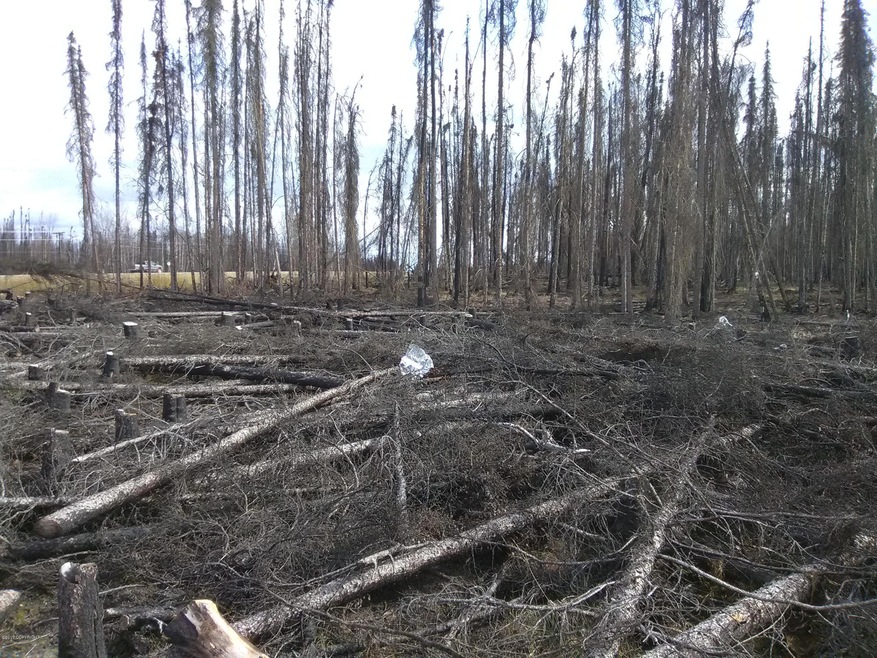 Trees on lot