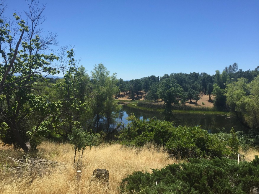 Pond