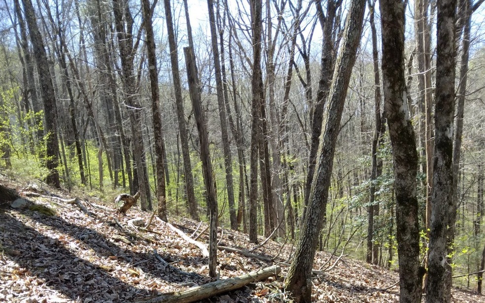 M99 Sleepy Hollow Rd, Ellijay, GA 30536 - photo 1