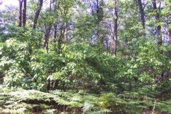 0 W 16th St, Baldwin, MI 49304 - photo 1