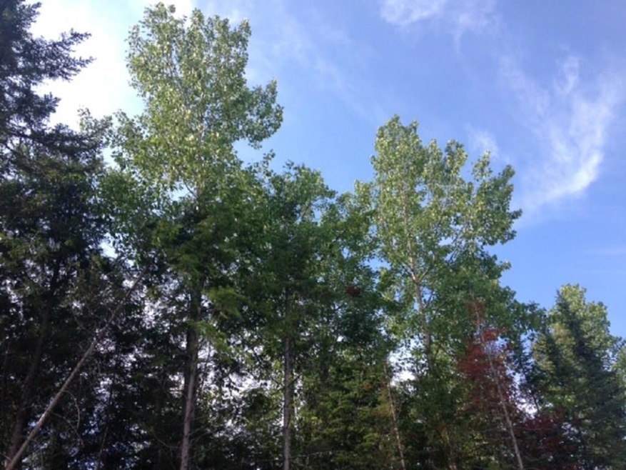 Large timber