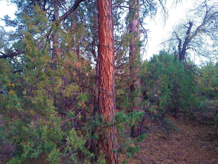 610 N Ponderosa Cir, Payson, AZ 85541 - photo 1