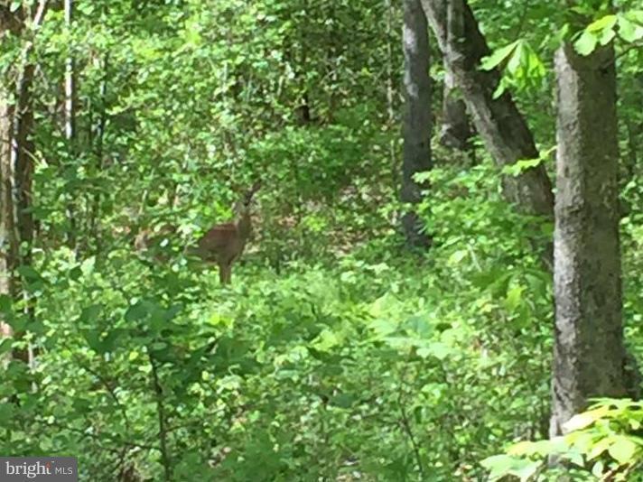 0 Swan Woods Rd unit 1003762273, Rhoadesville, VA 22542 - photo 1