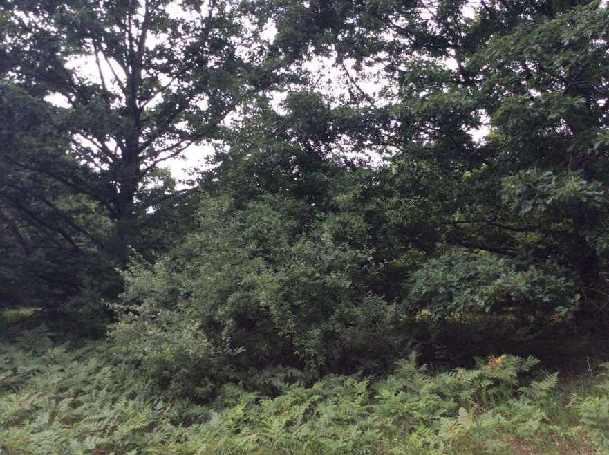 View from Road