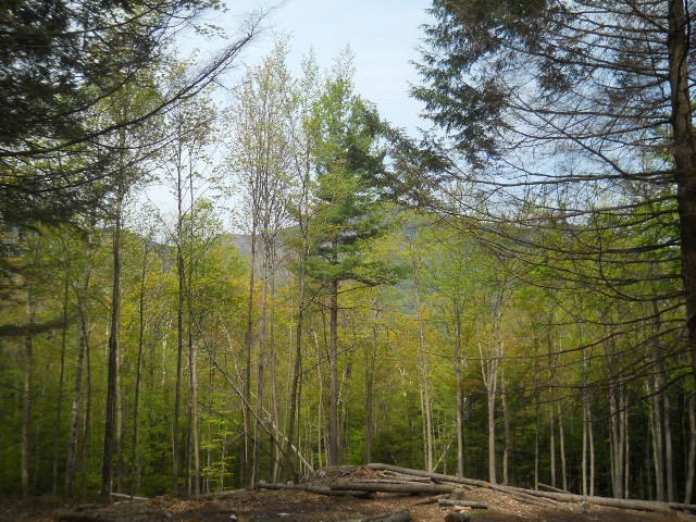 Main View
