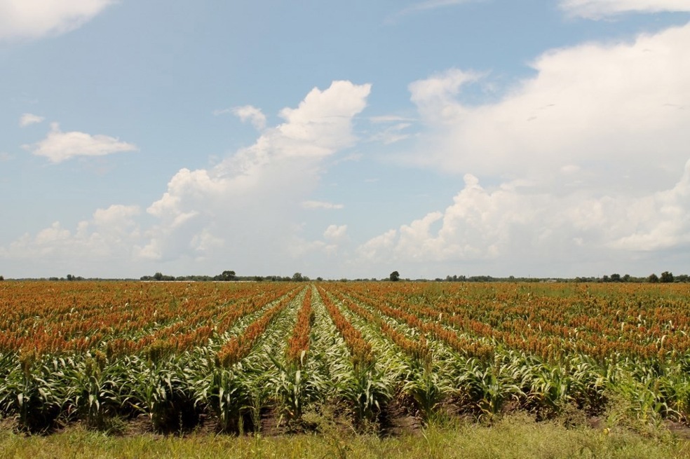 000 Koym Rd, Beasley, TX 77417 - photo 1