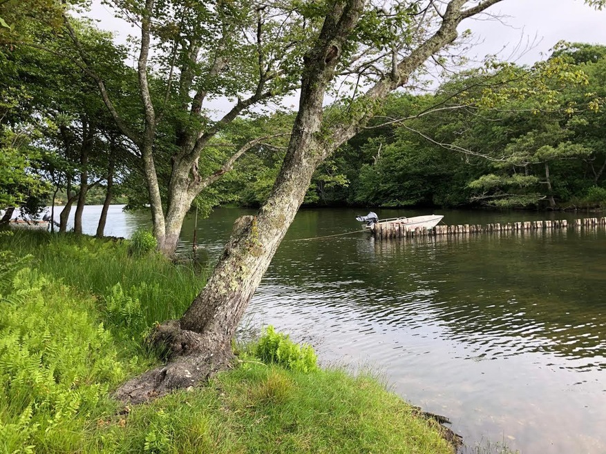 Pond