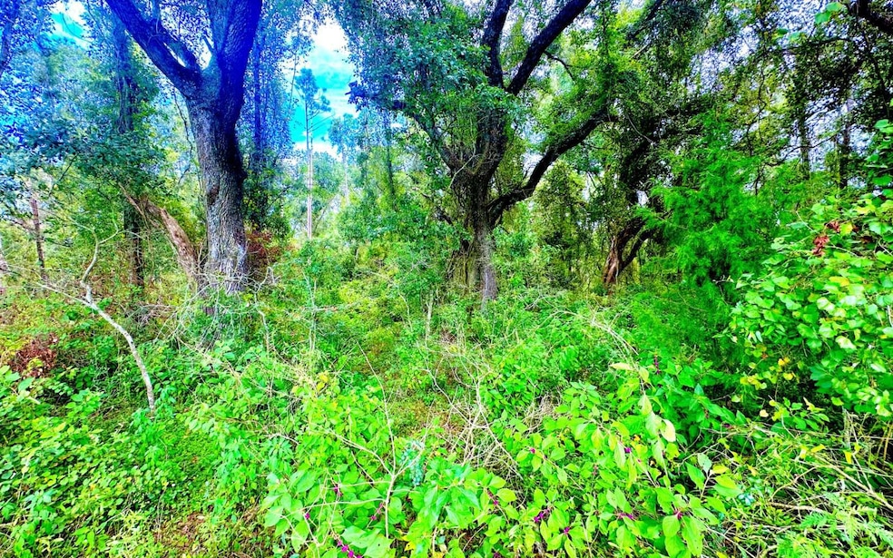 TBD NE Sage Rd, Mayo, FL 32066 - photo 1