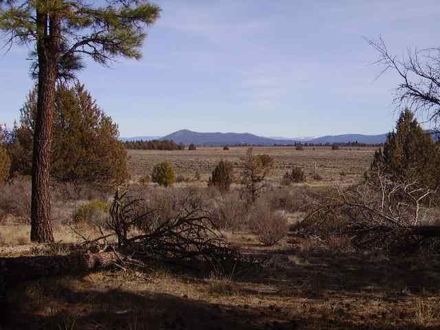 Primary Photo