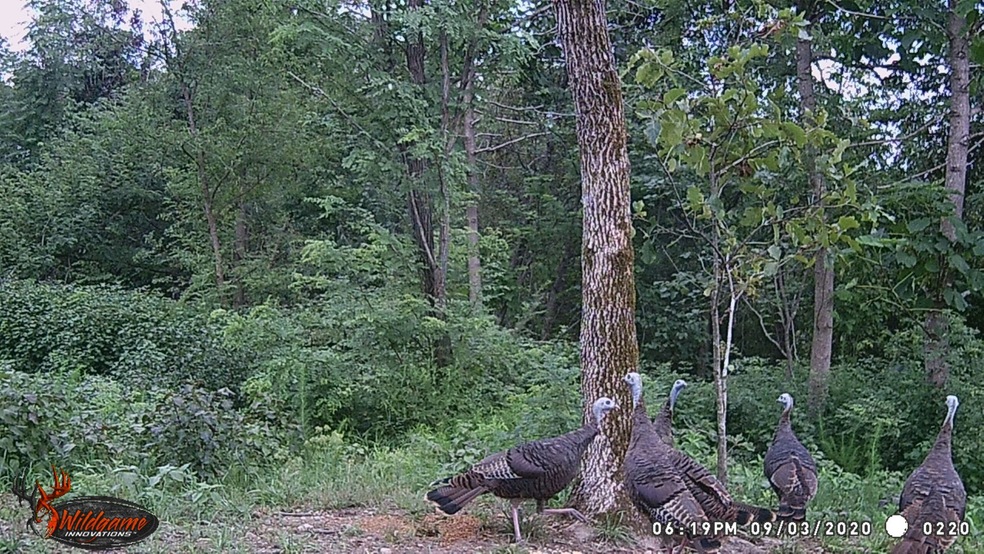 87 New Era Bluff Rd, Linden, TN 37096 - photo 1