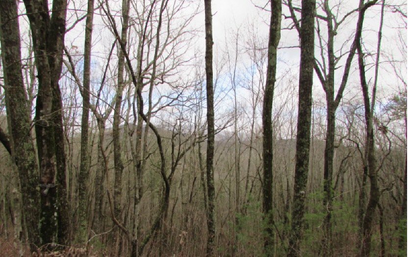 Main View