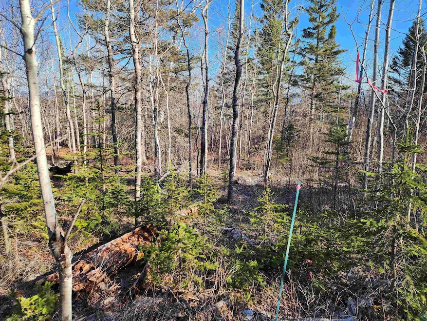 View of wooded area