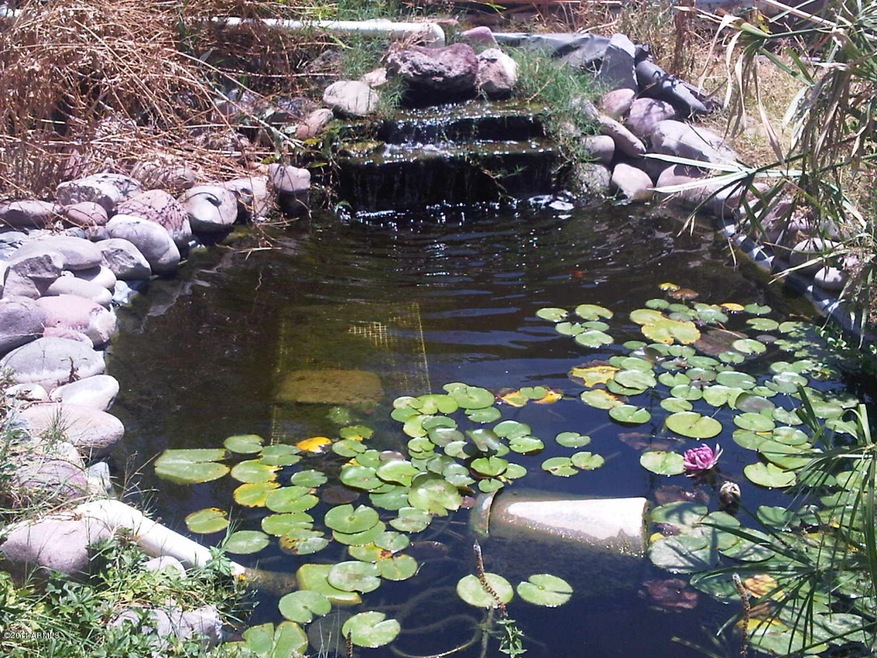 koi pond