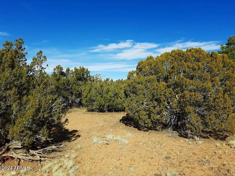Part of the 40 acres