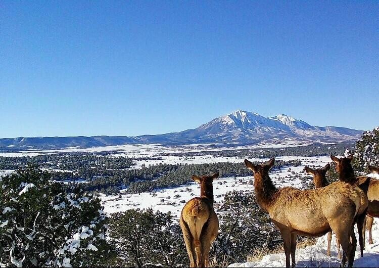 Elk 1