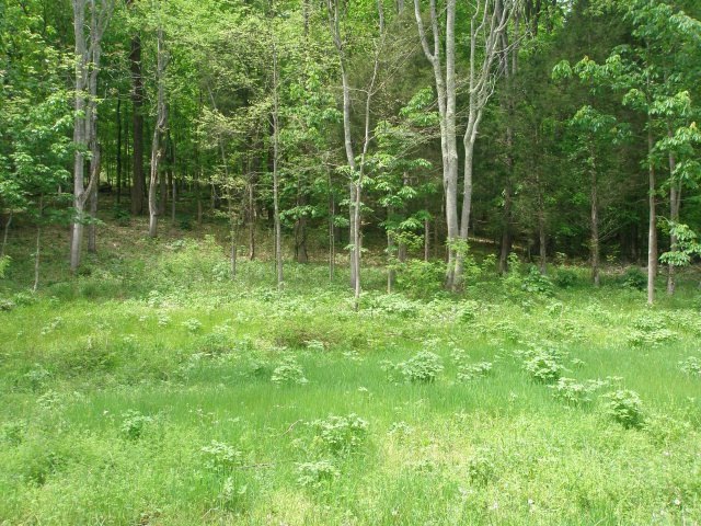 1356 N Plantation Dr, Cookeville, TN 38506 - photo 1