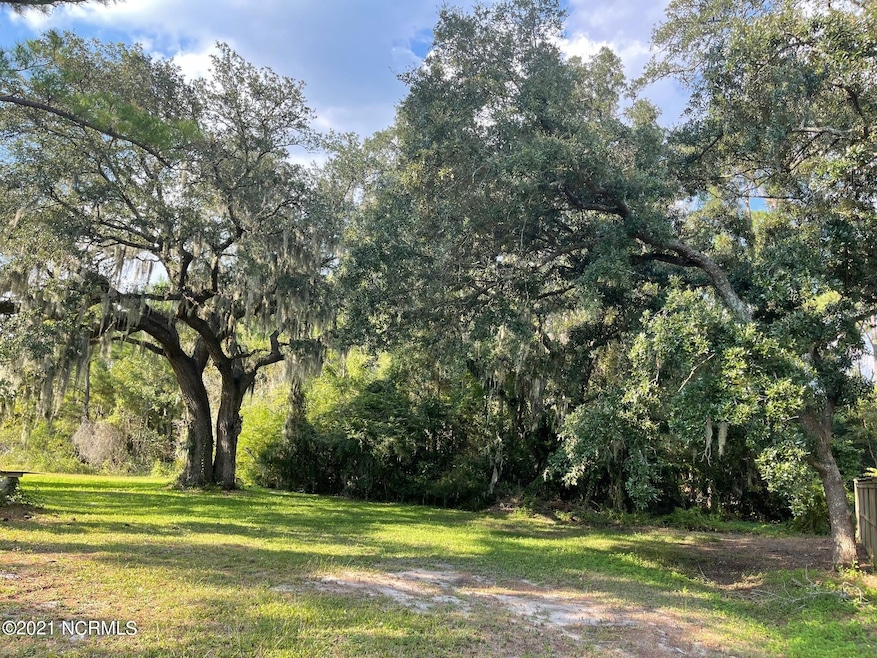 100 Year Old Live Oaks