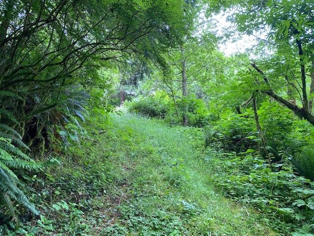 Looking Down Potential Driveway