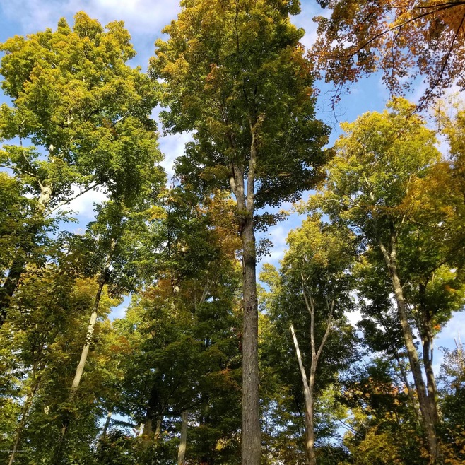 L 1 Laurel Rd, Covington Township, PA 18444 - photo 1