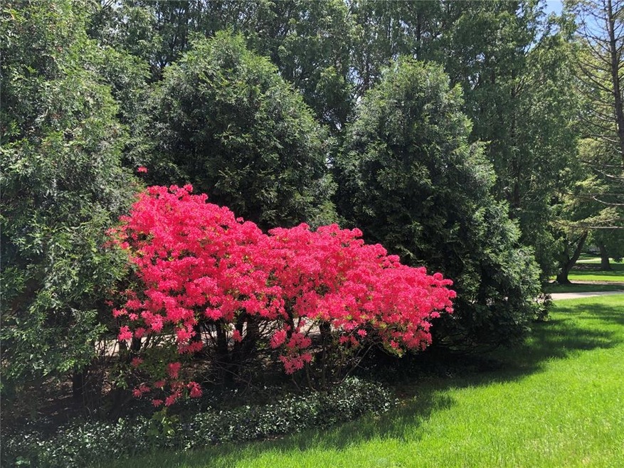 Azalea in spring