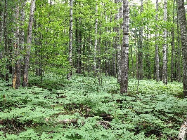 woods