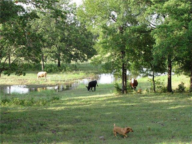 Wet weather creek with lots of pecan, oak and elm 