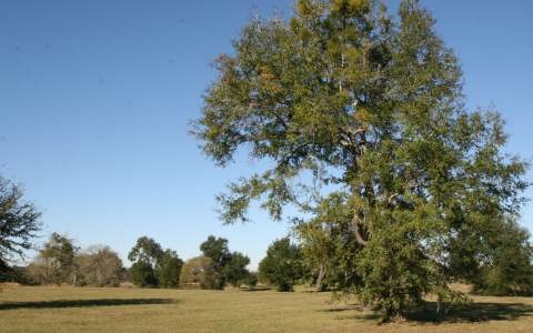 LOT79 Mandiba Dr, Lake City, FL 32024 - photo 1