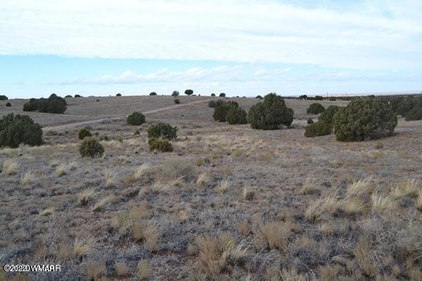 4509 Appaloosa #1