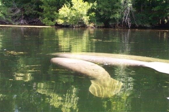 XX Narvaez Trail, Crawfordville, FL 32327 - photo 1