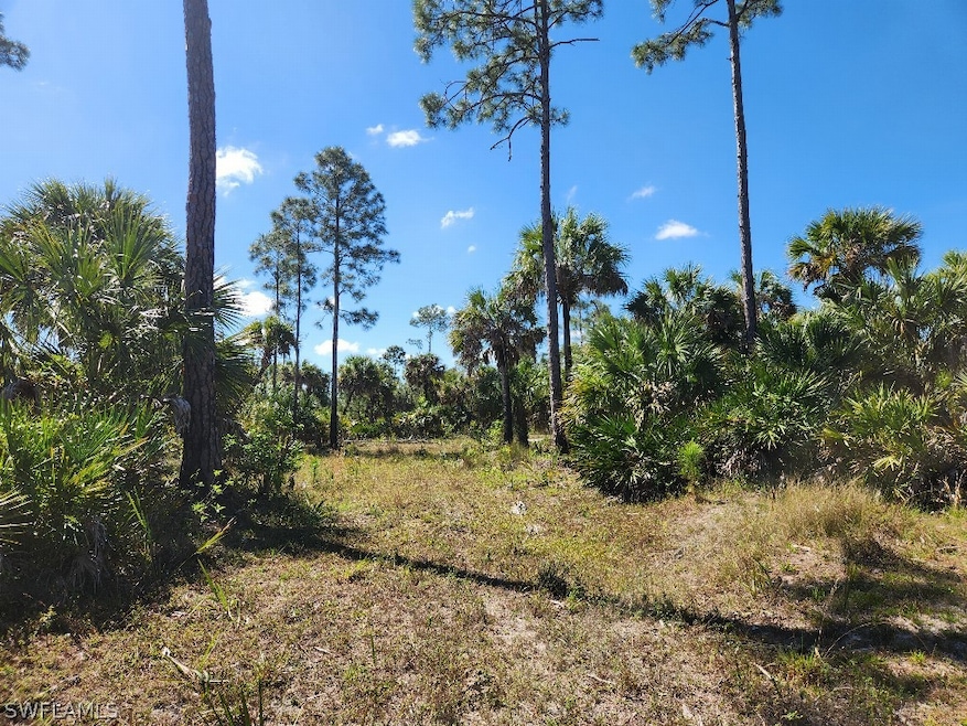 View of local wilderness
