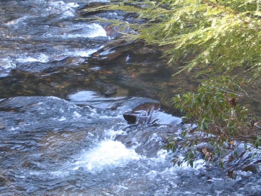 Great Water lot flanked by Hemlock, Mountain Laure