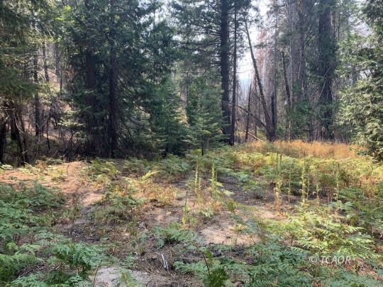 Streams runs through property