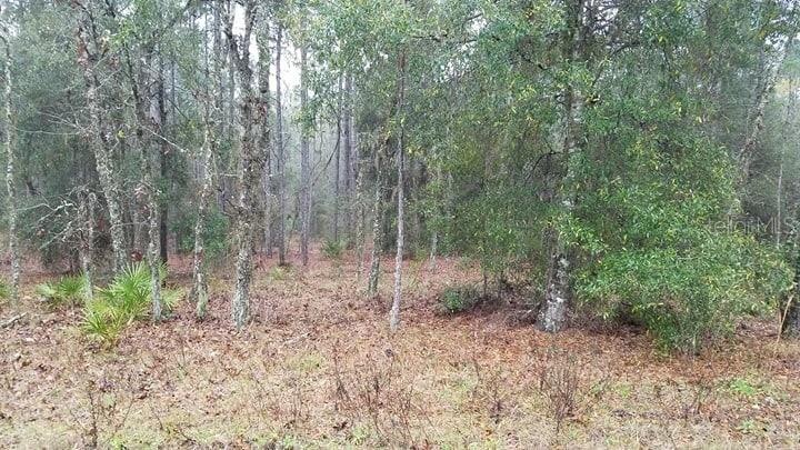 Nice wooded lot