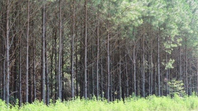 0 Concord Bainbridge Rd unit 259768, Havana, FL 32333 - photo 1