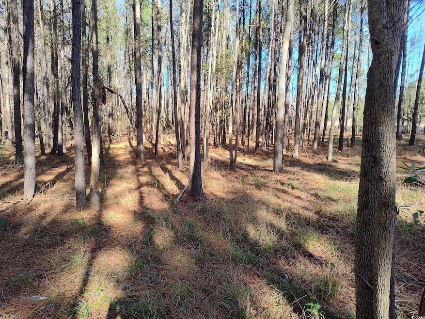 View of nature