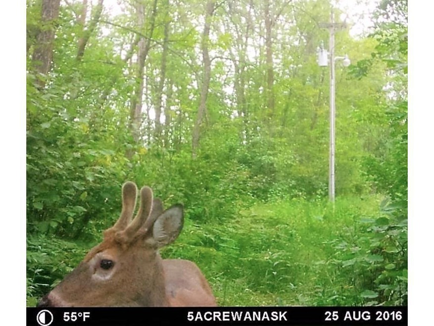 Abundance of wildlife on and in the area.   Young 