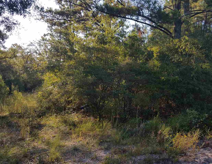 0 Hines St, Crawfordville, FL 32327 - photo 1