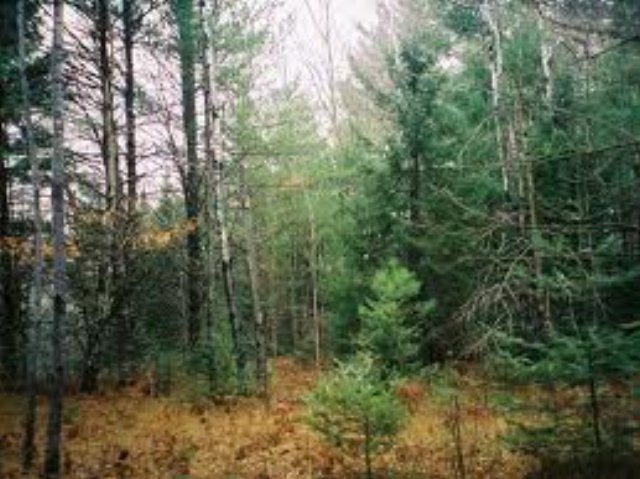 Primary Photo